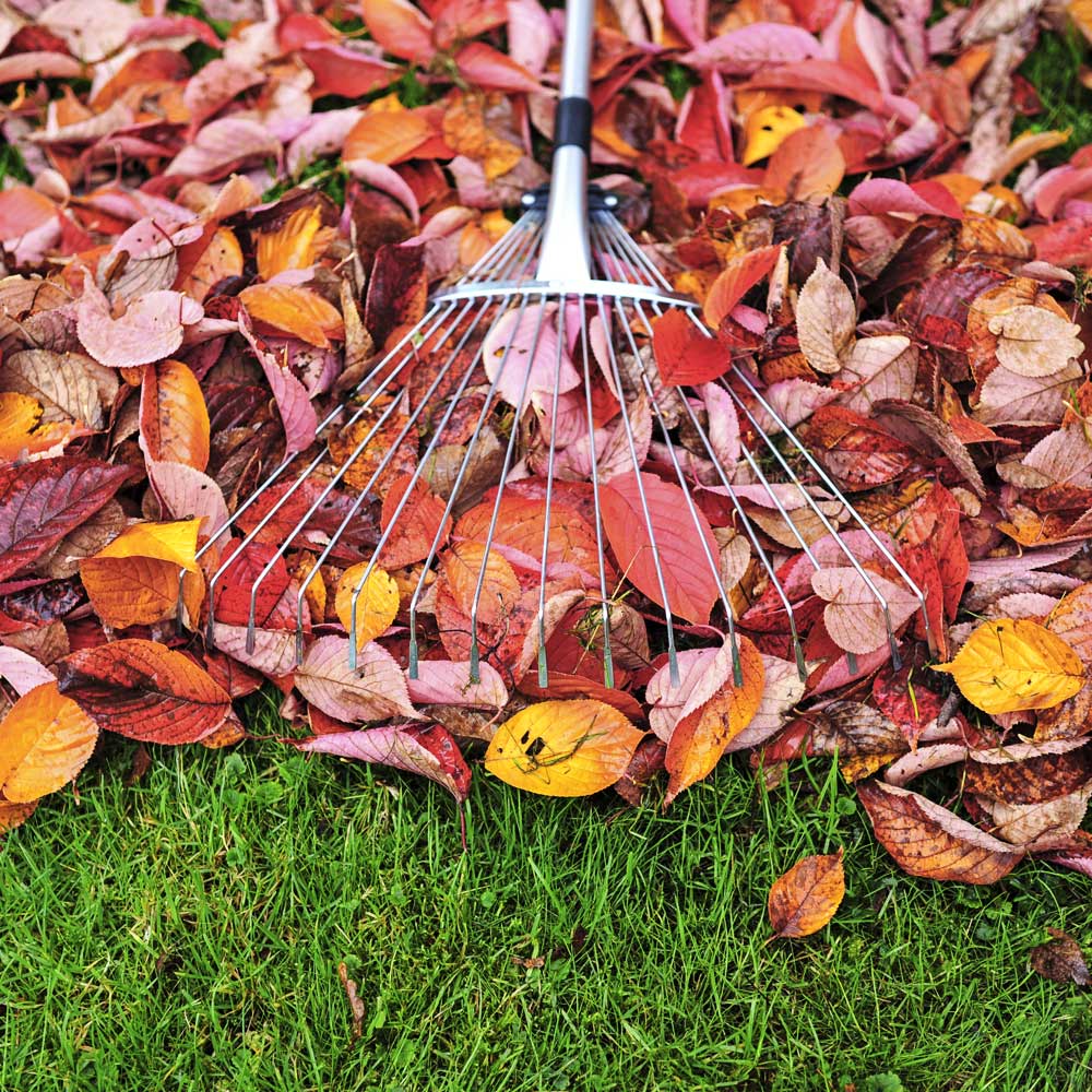 Fall-Clean Up Service