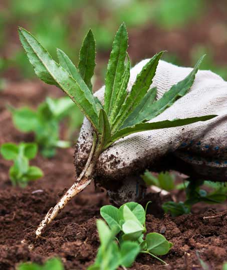 LinkNow Media Weed Control services