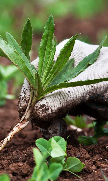 LinkNow Media Weed Control services