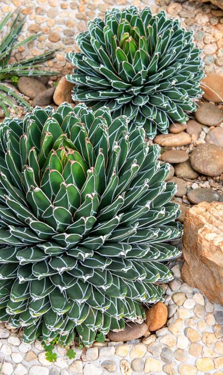LinkNow Media Xeriscaping